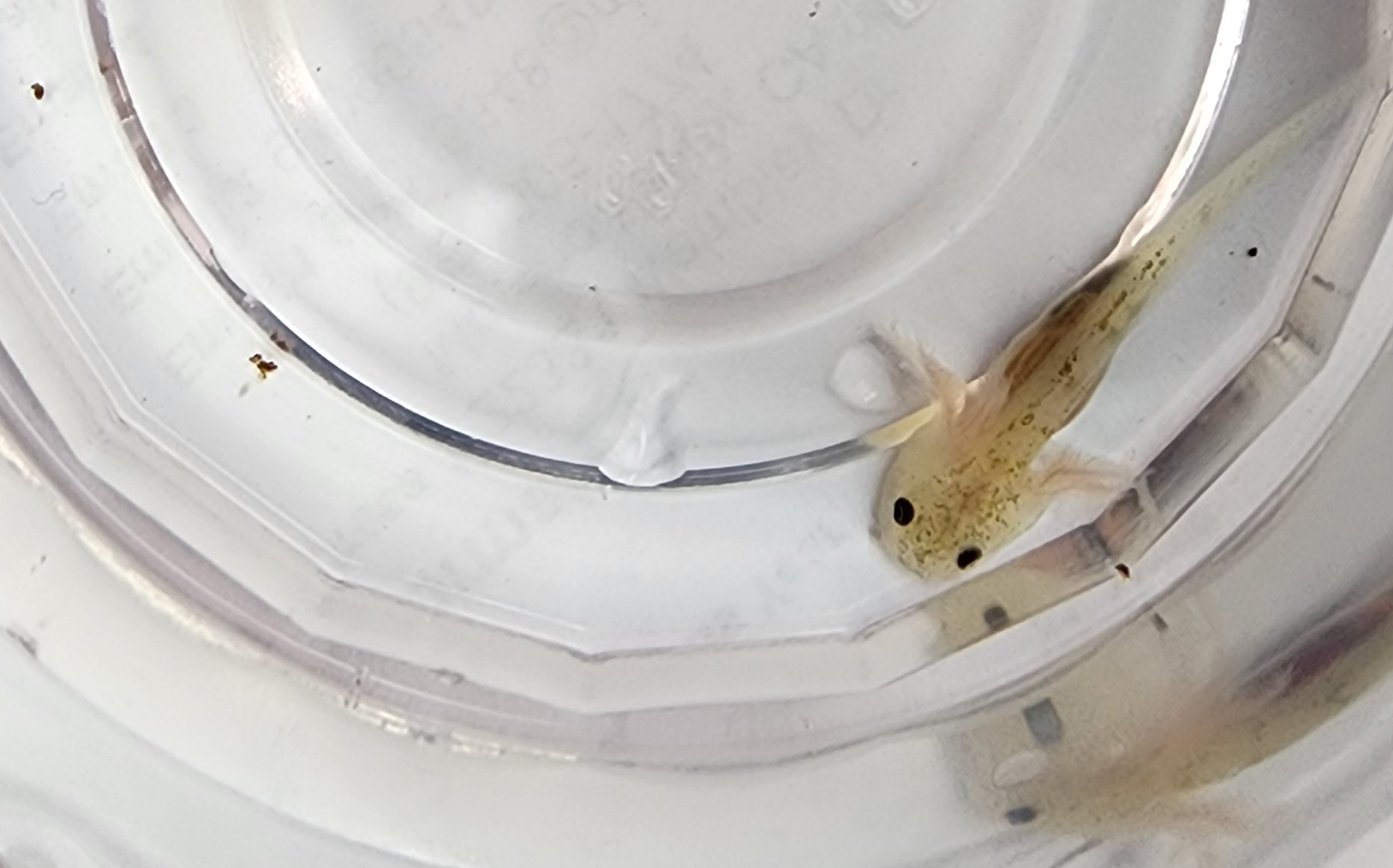 Freckeld Lucy (GFP) 6 - $40