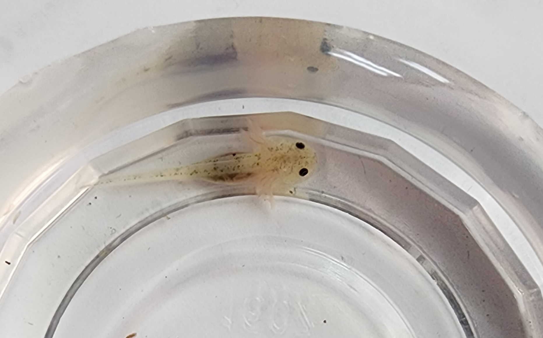 Freckeld Lucy (GFP) 6a - $40