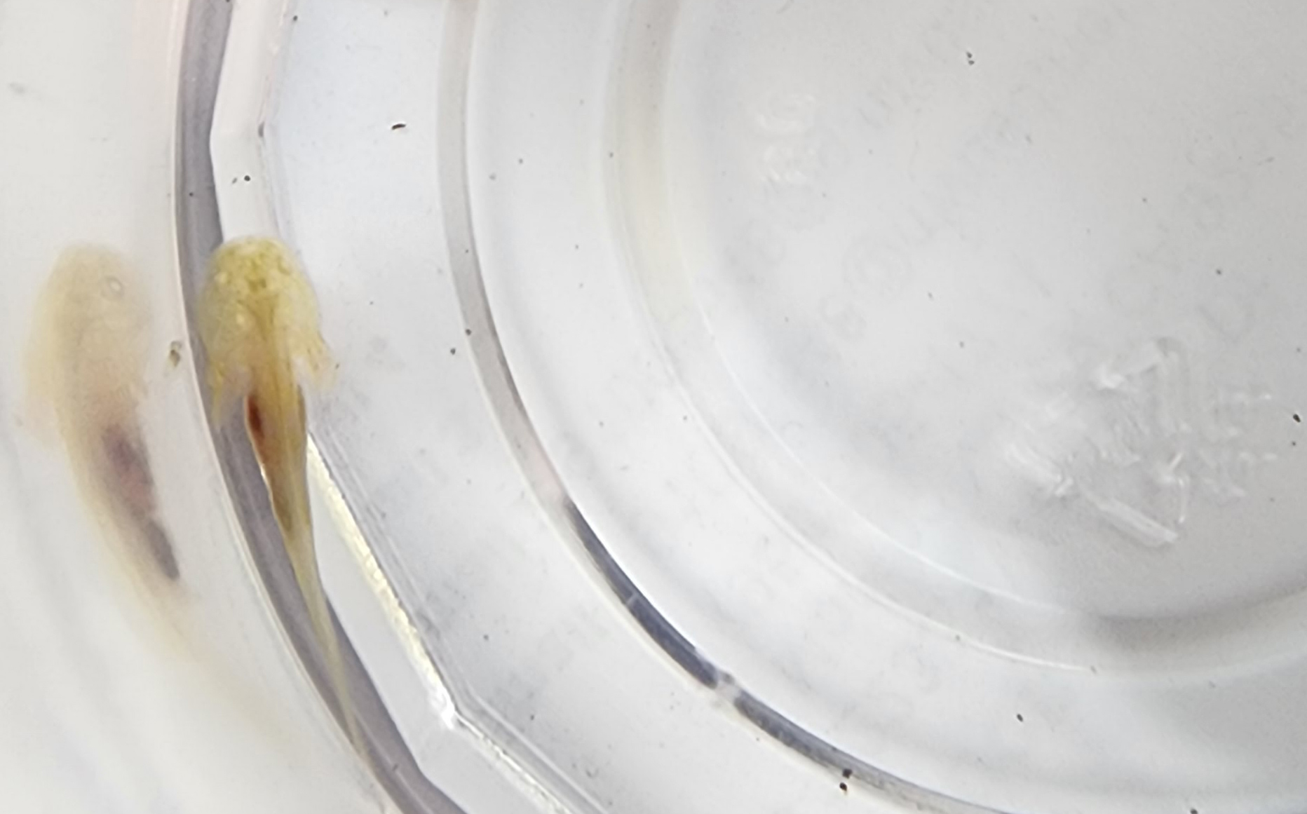 1 White Albino 11a - $45