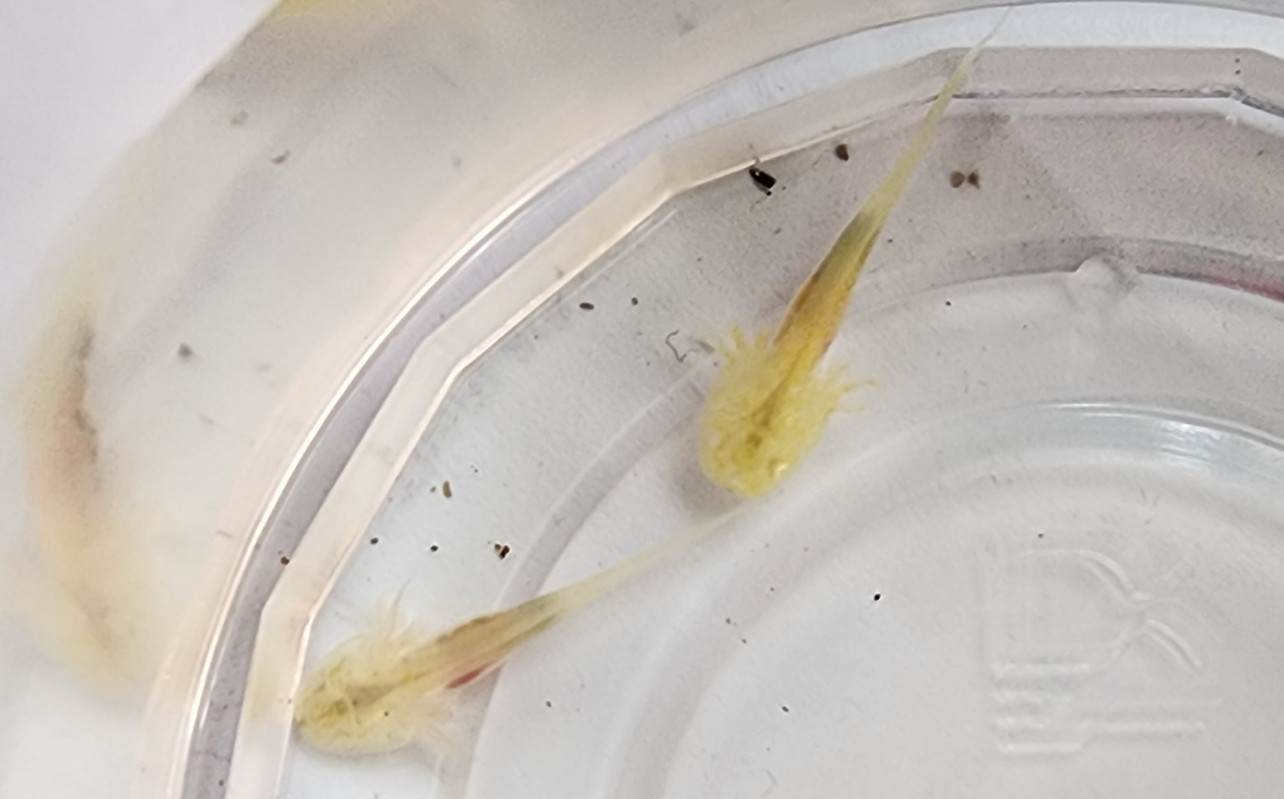 1 White/1 White (GFP) Albino 11 - $45 Each