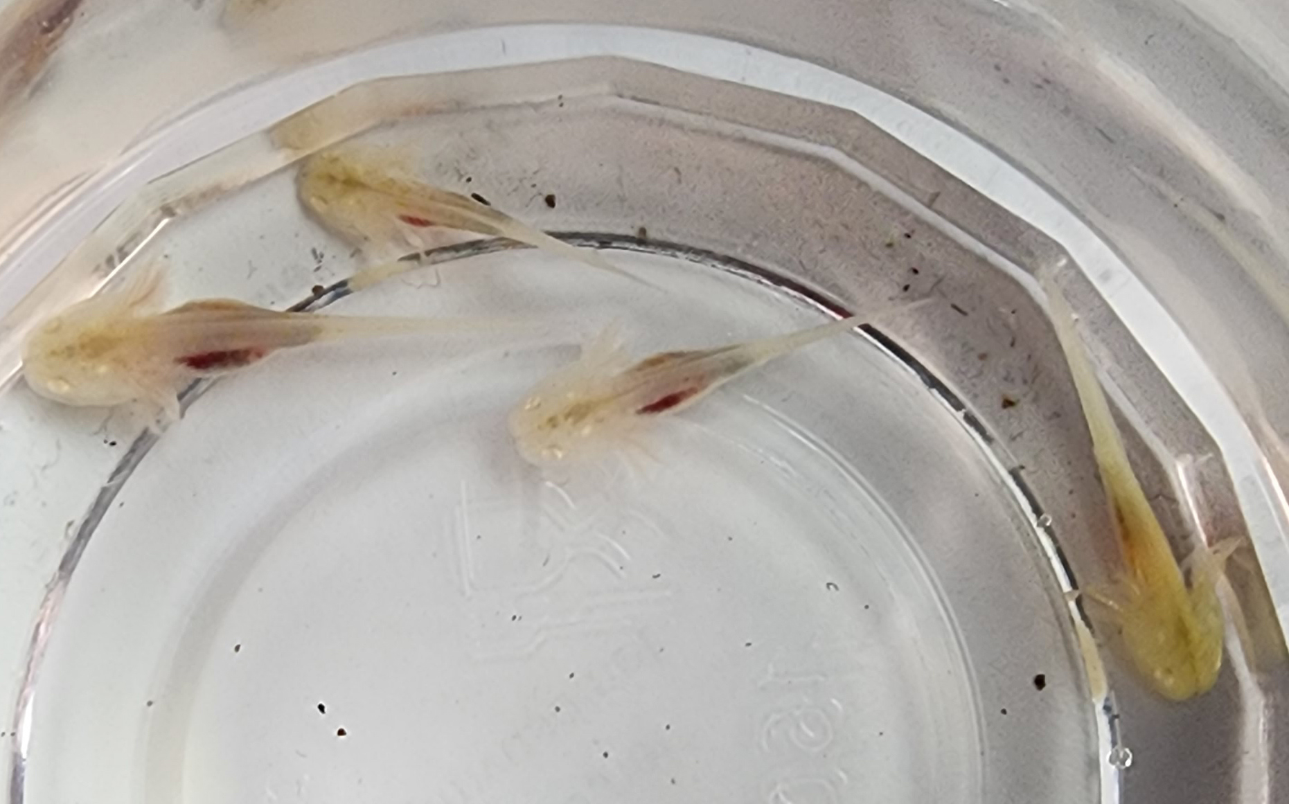 3 White/1 White (GFP) Albino 10 - $50 each