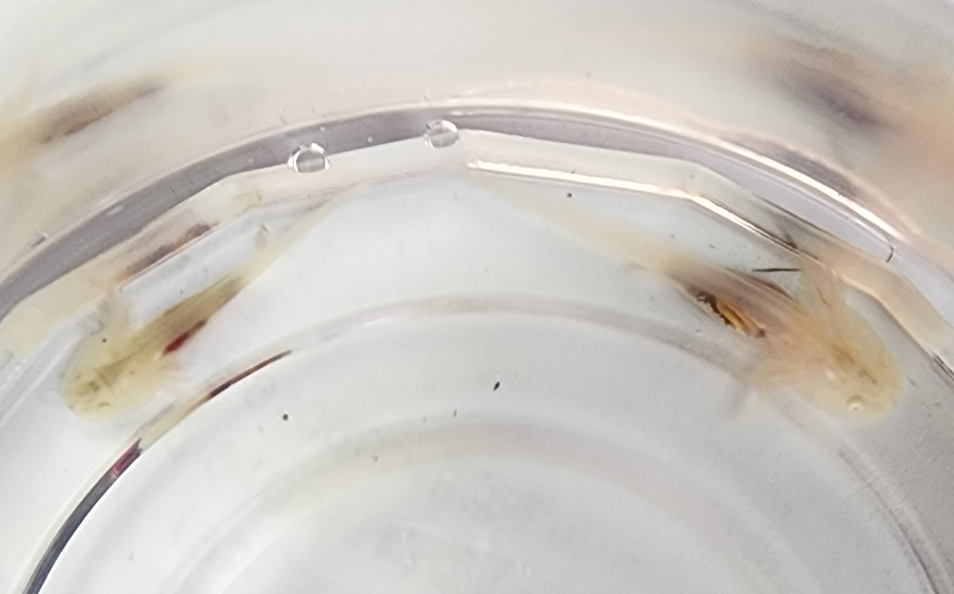 1 White (GFP)/1 Pink Albino 9 - $50/$45