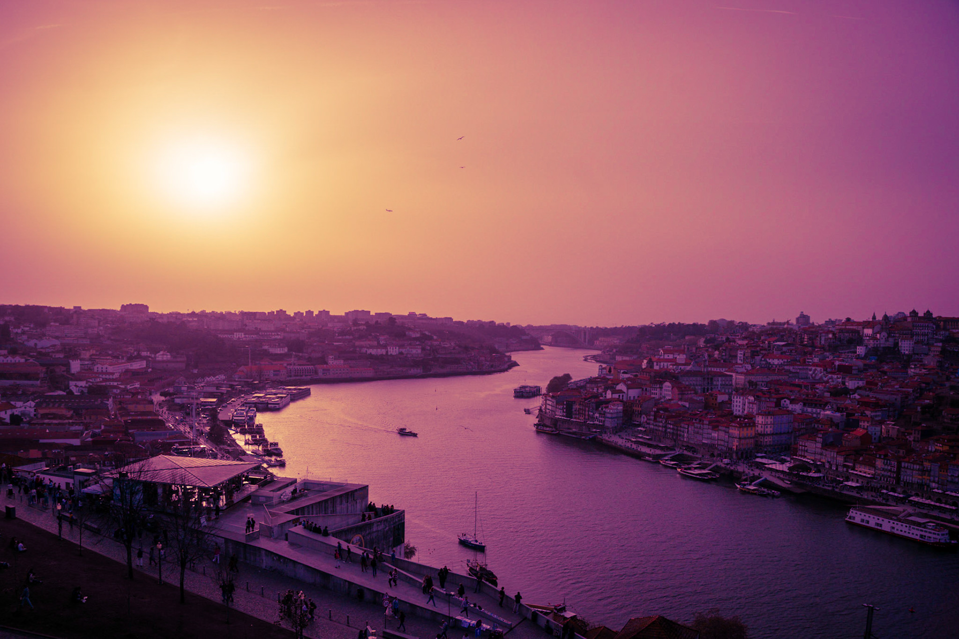 Purple Porto