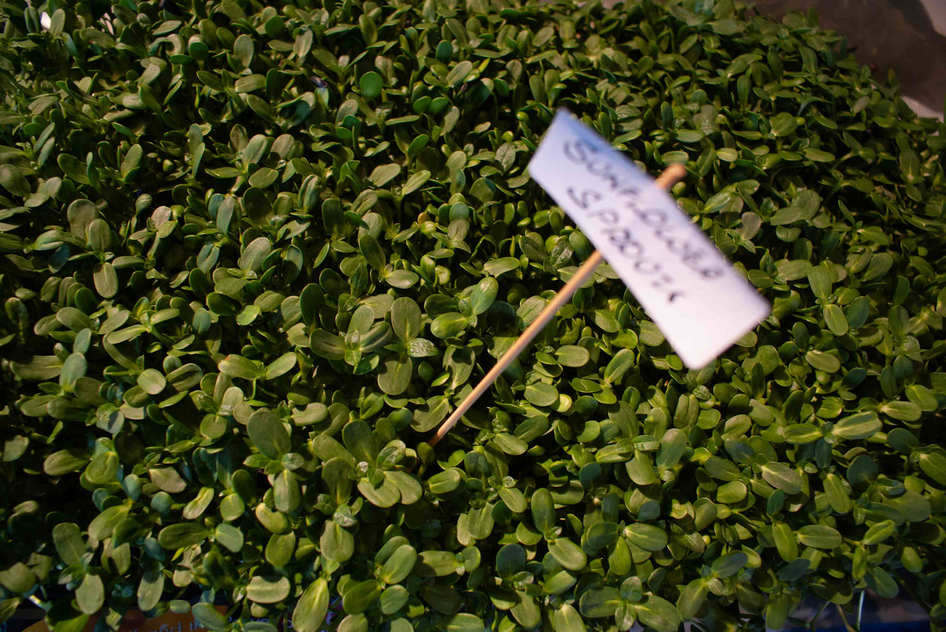 cometothemarket@gmail.com