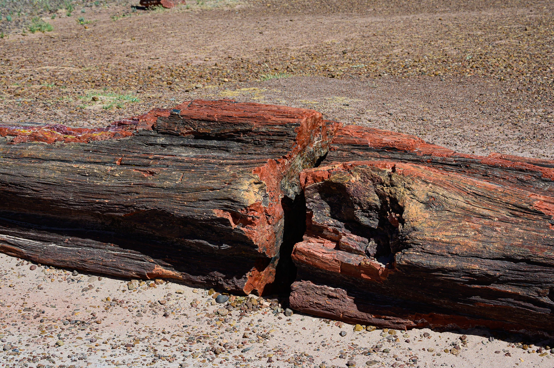 Petrified log