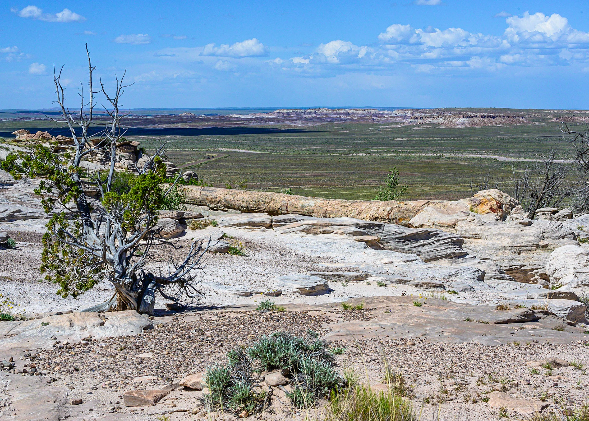 Petrified Forest