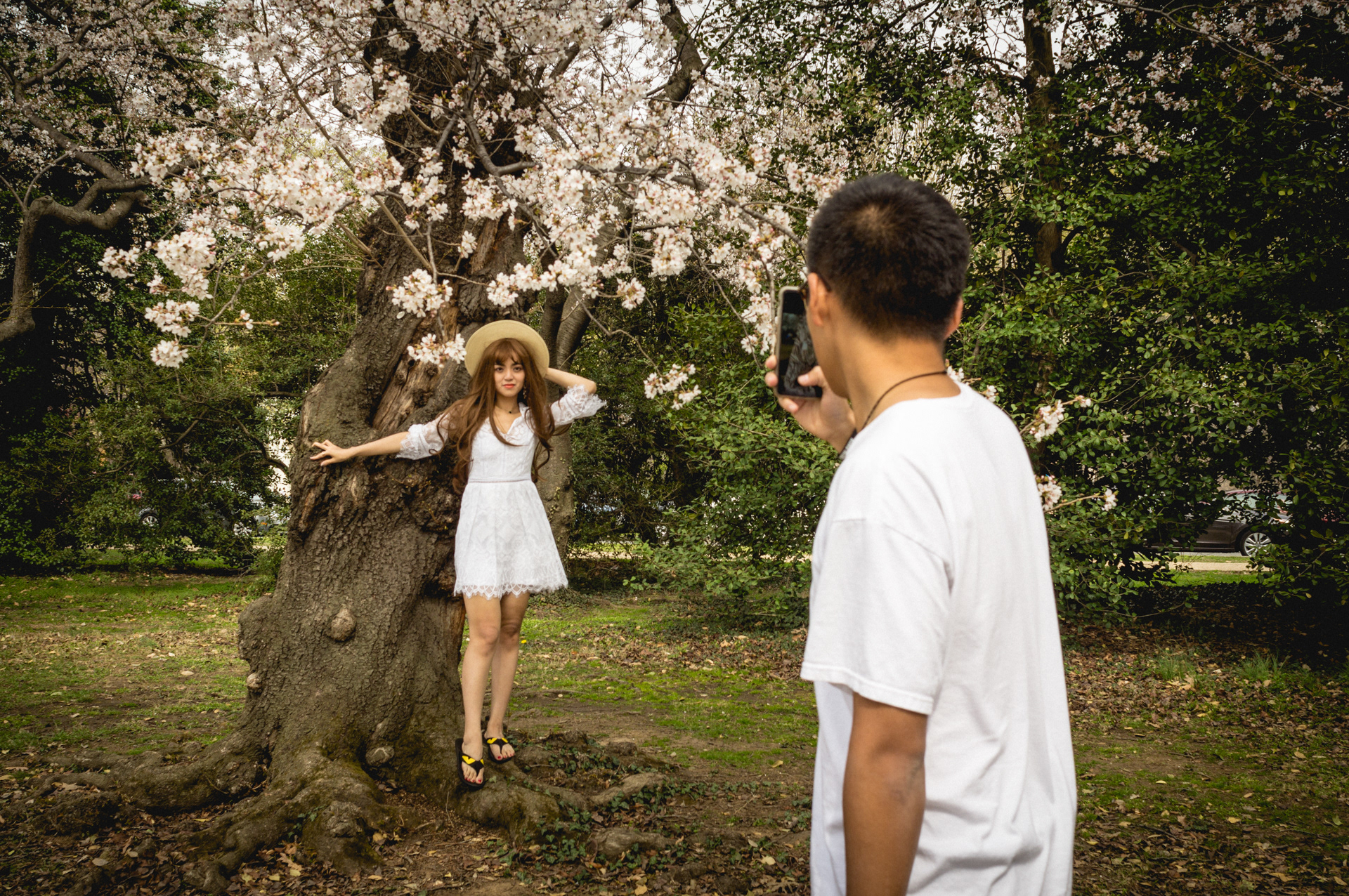 cherry blossom festival . 2017