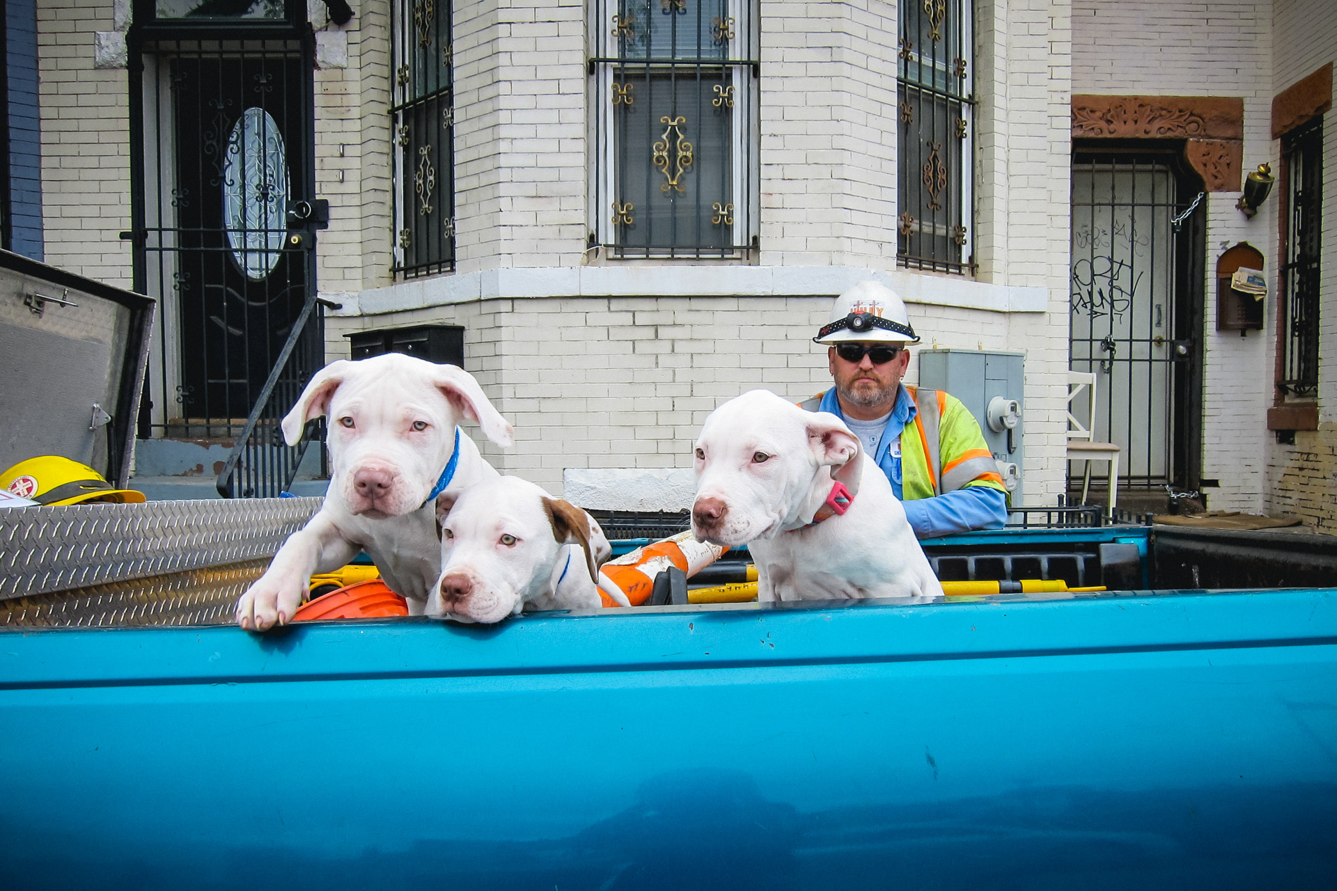 puppies in a pickup . 2017