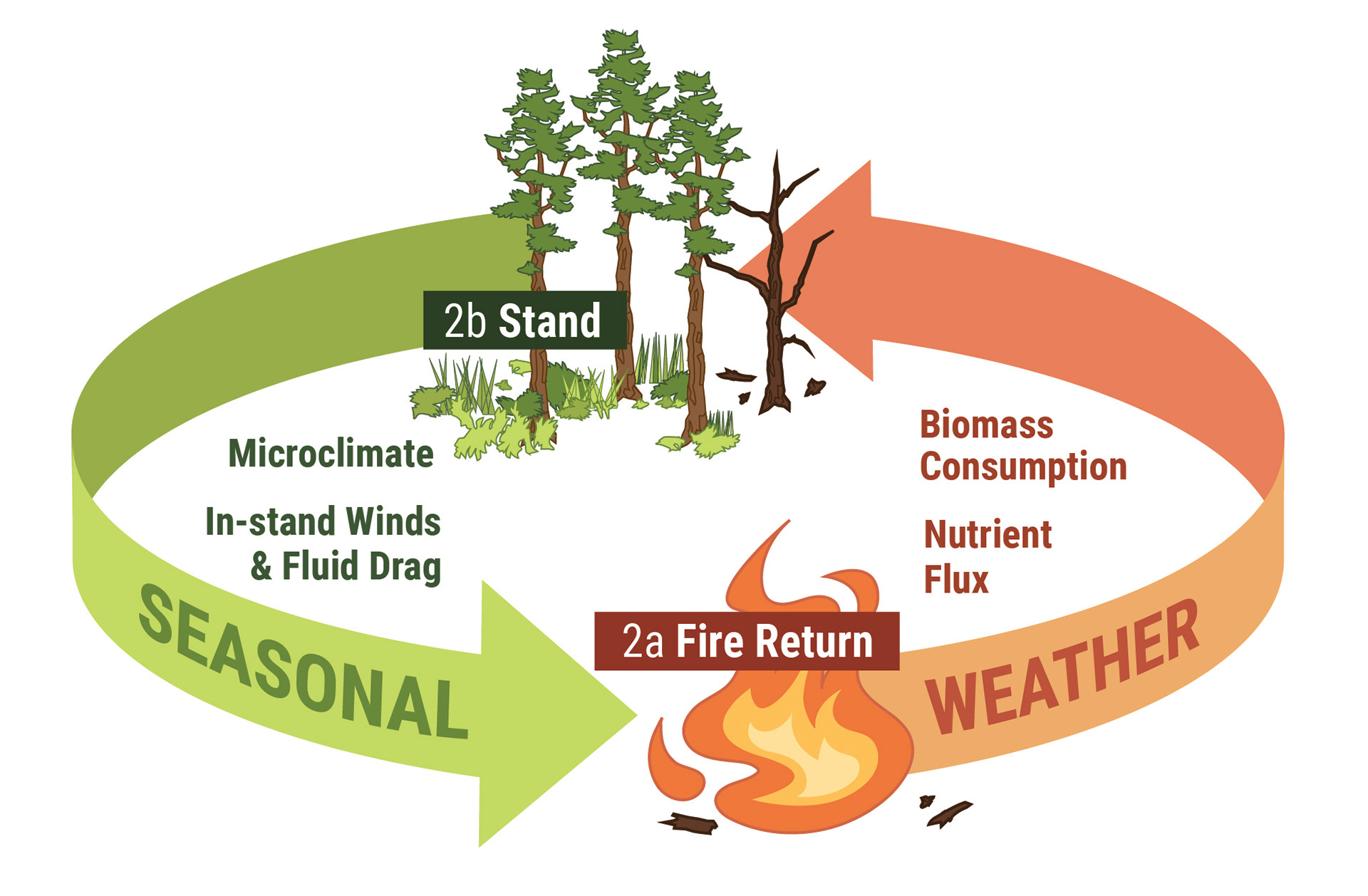 Created for Center for Forest Disturbance Science, Southern Research Station, USDA Forest Service