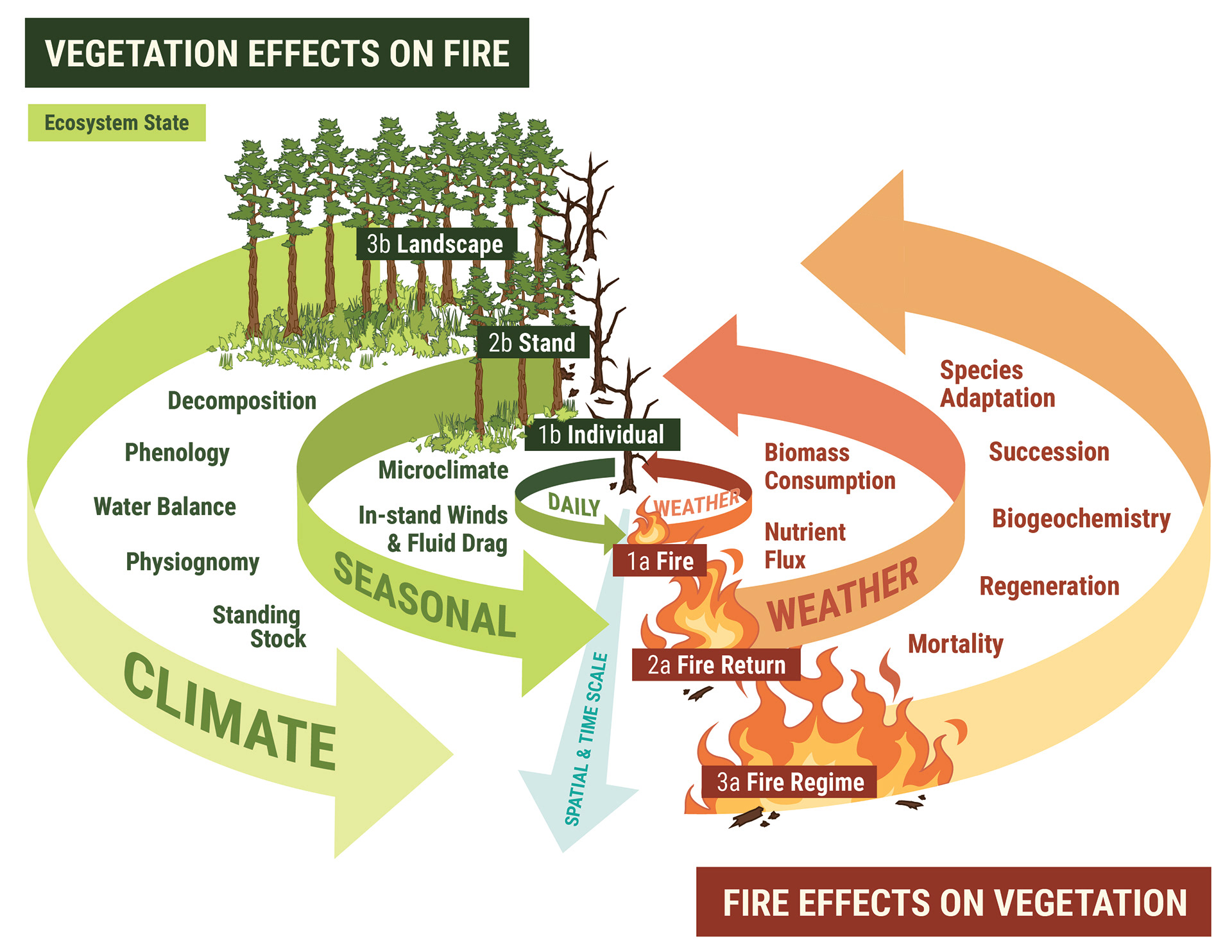 Diagram conceptualizing the vegetation-fire feedbacks across spatial and temporal scales. 