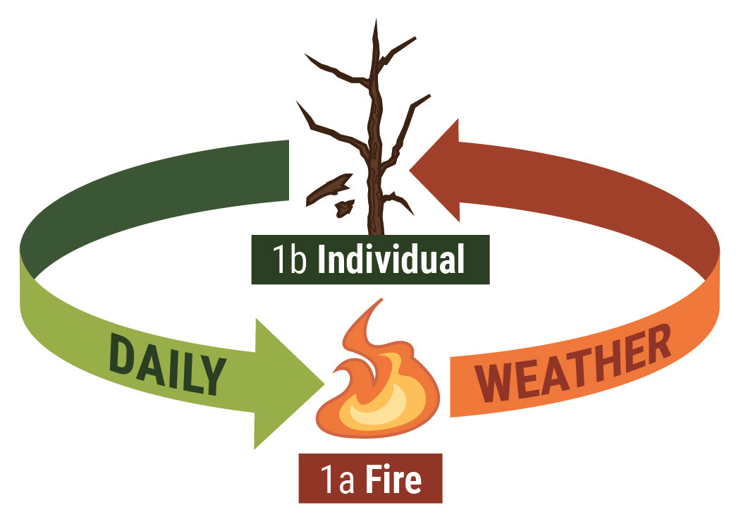 Featured Figure in "Vegetation’s influence on fire behavior goes beyond just being fuel"