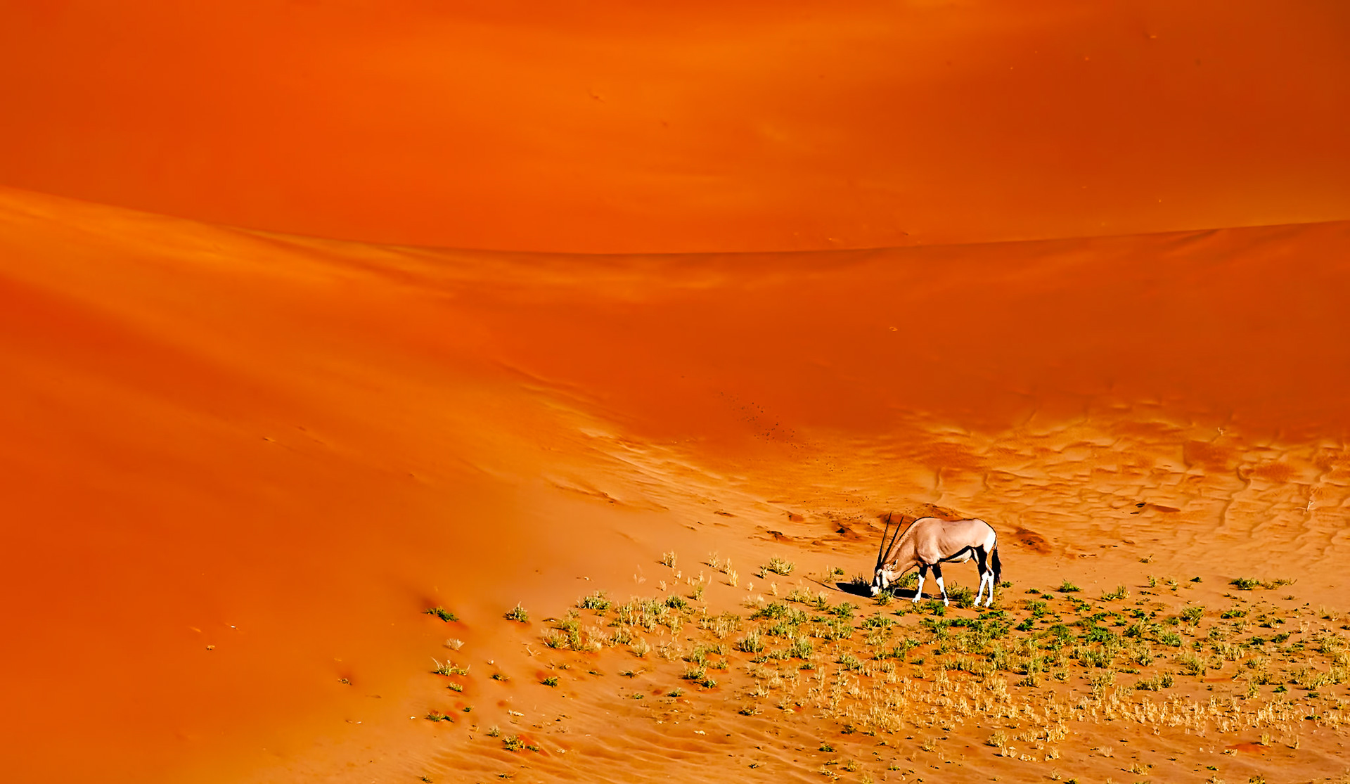 Lone Oryx Grazing