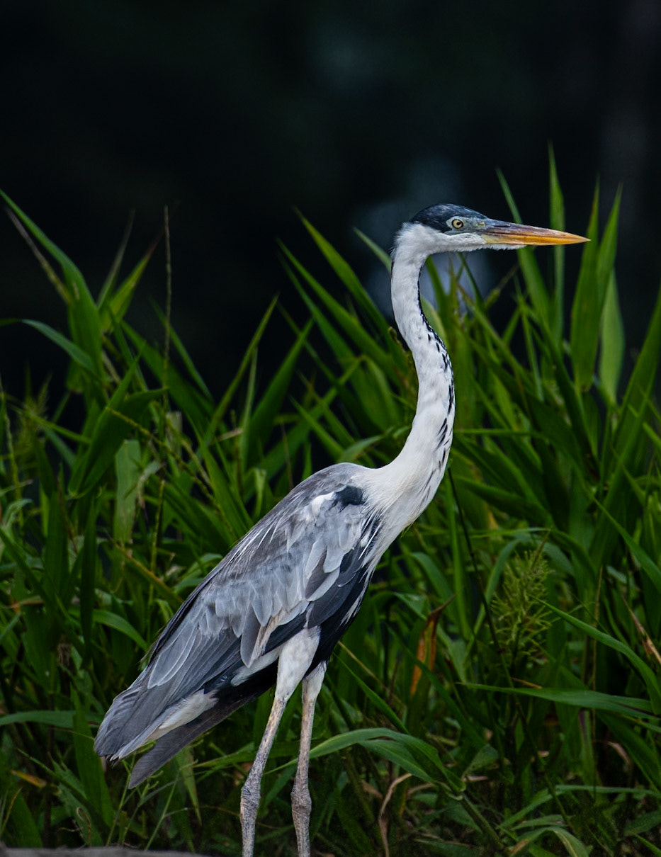 Cocoi Heron
