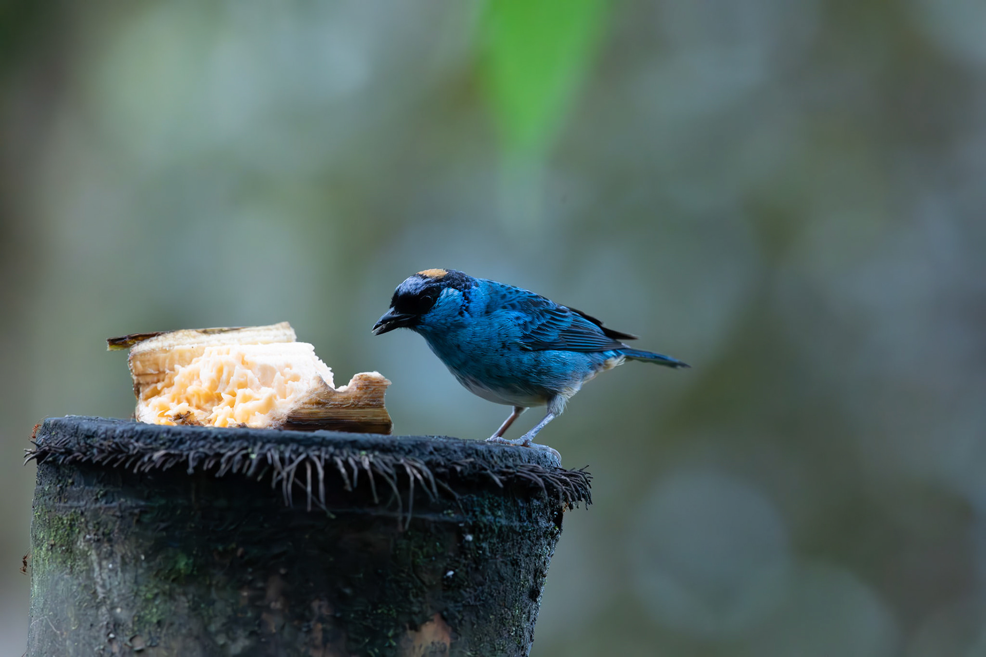 Golden-Naped tanager