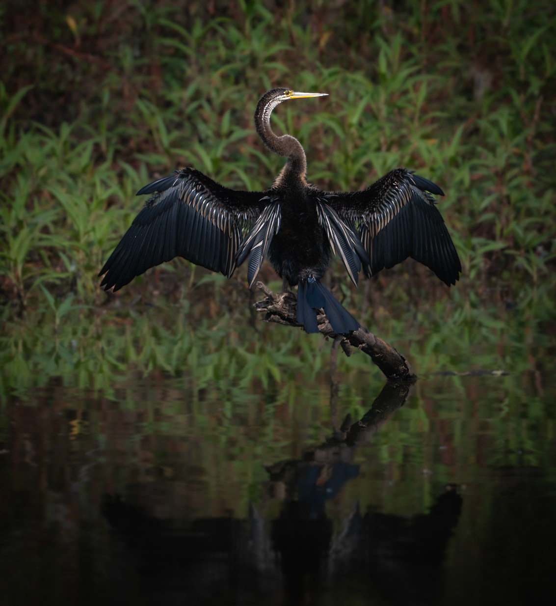 Oriental Darter Basking in the Sun