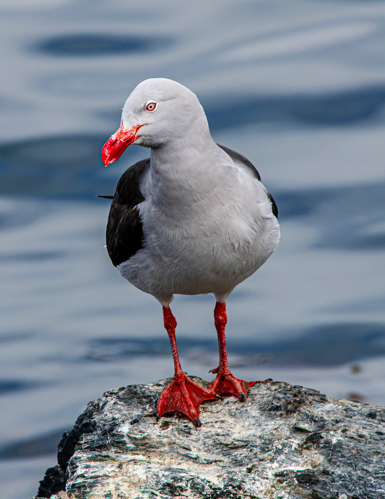 Dolphin Gull