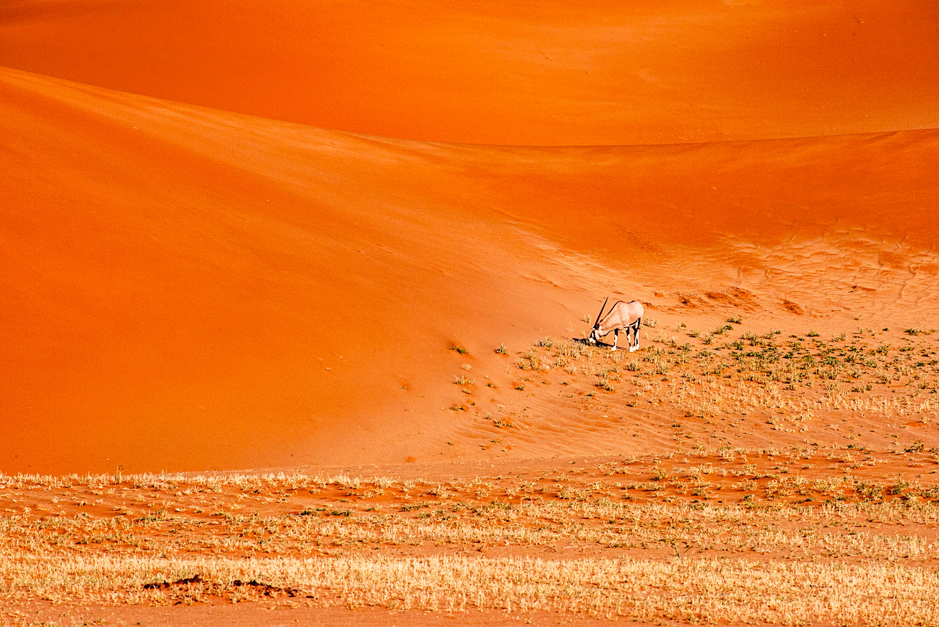 Oryx in the Sand