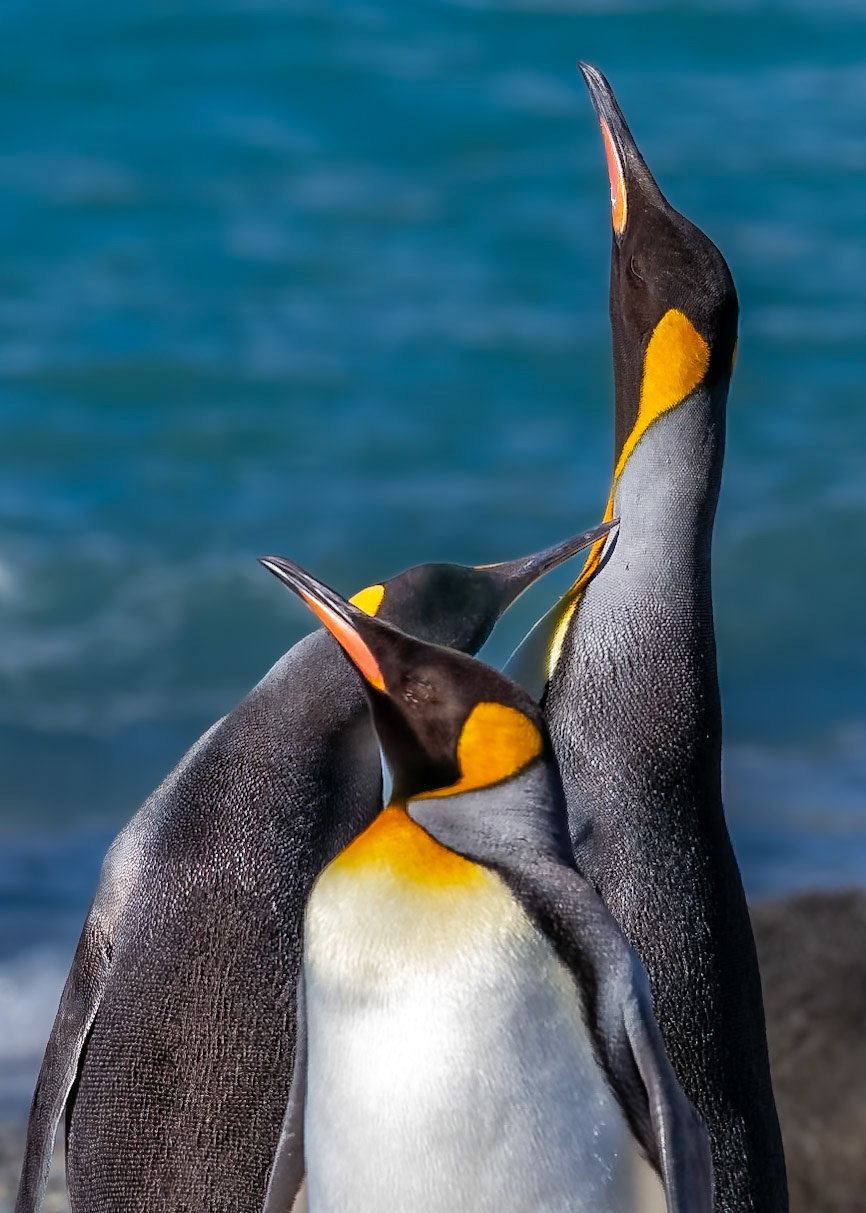 King Penguin