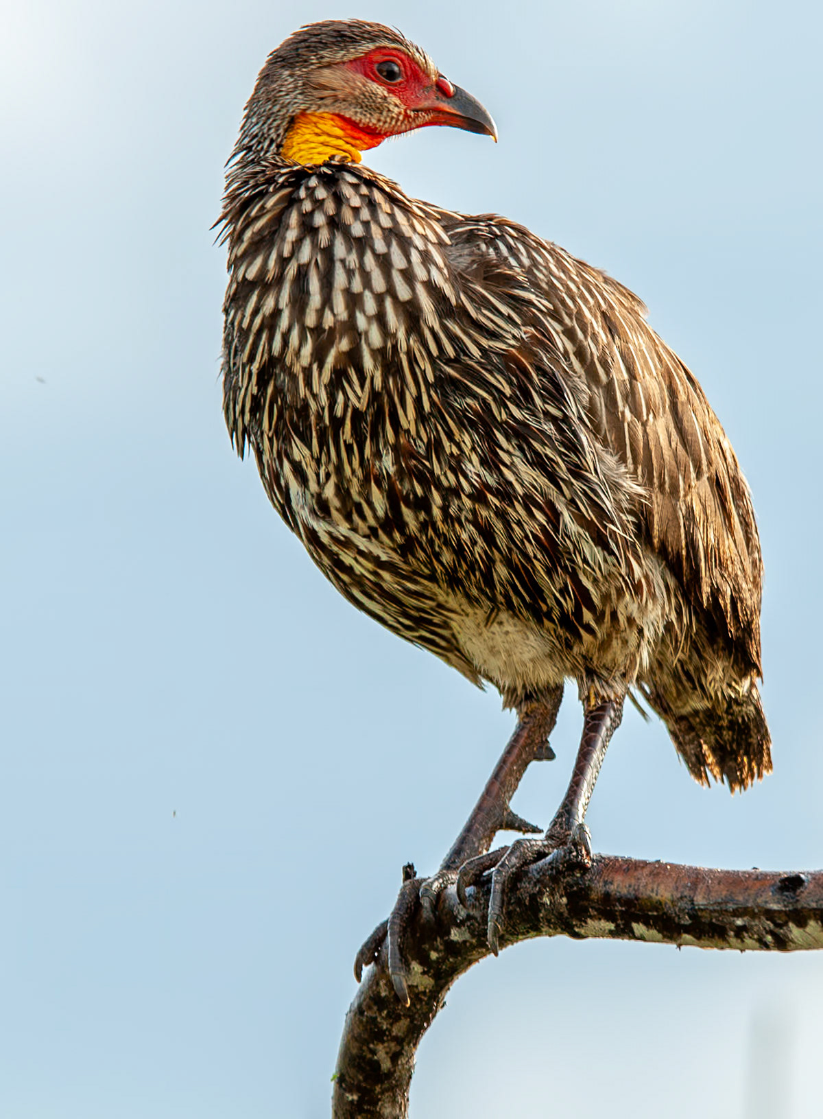 Yellow-necked Suurfowl