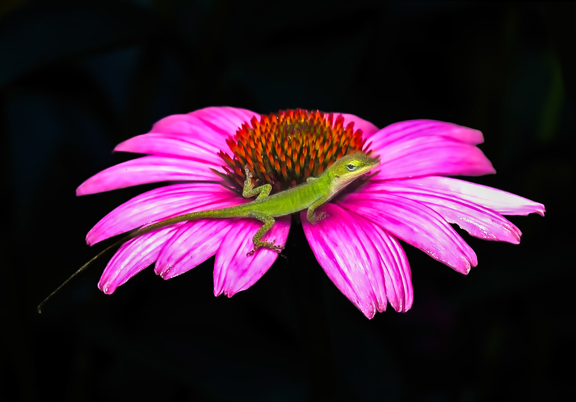 Resting on a Coneflower