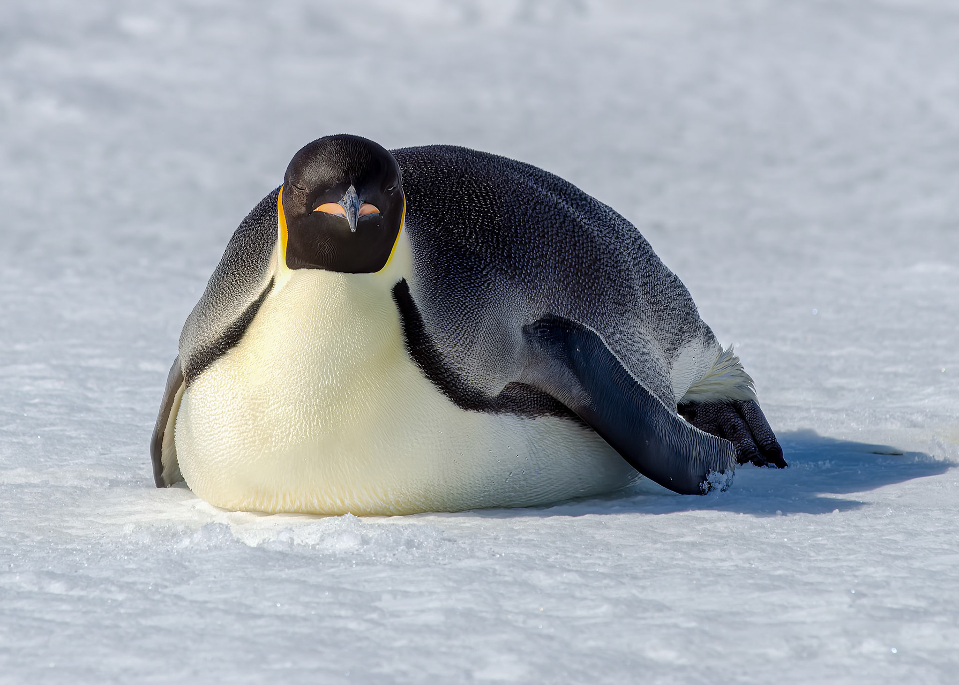Antarctica Emperor