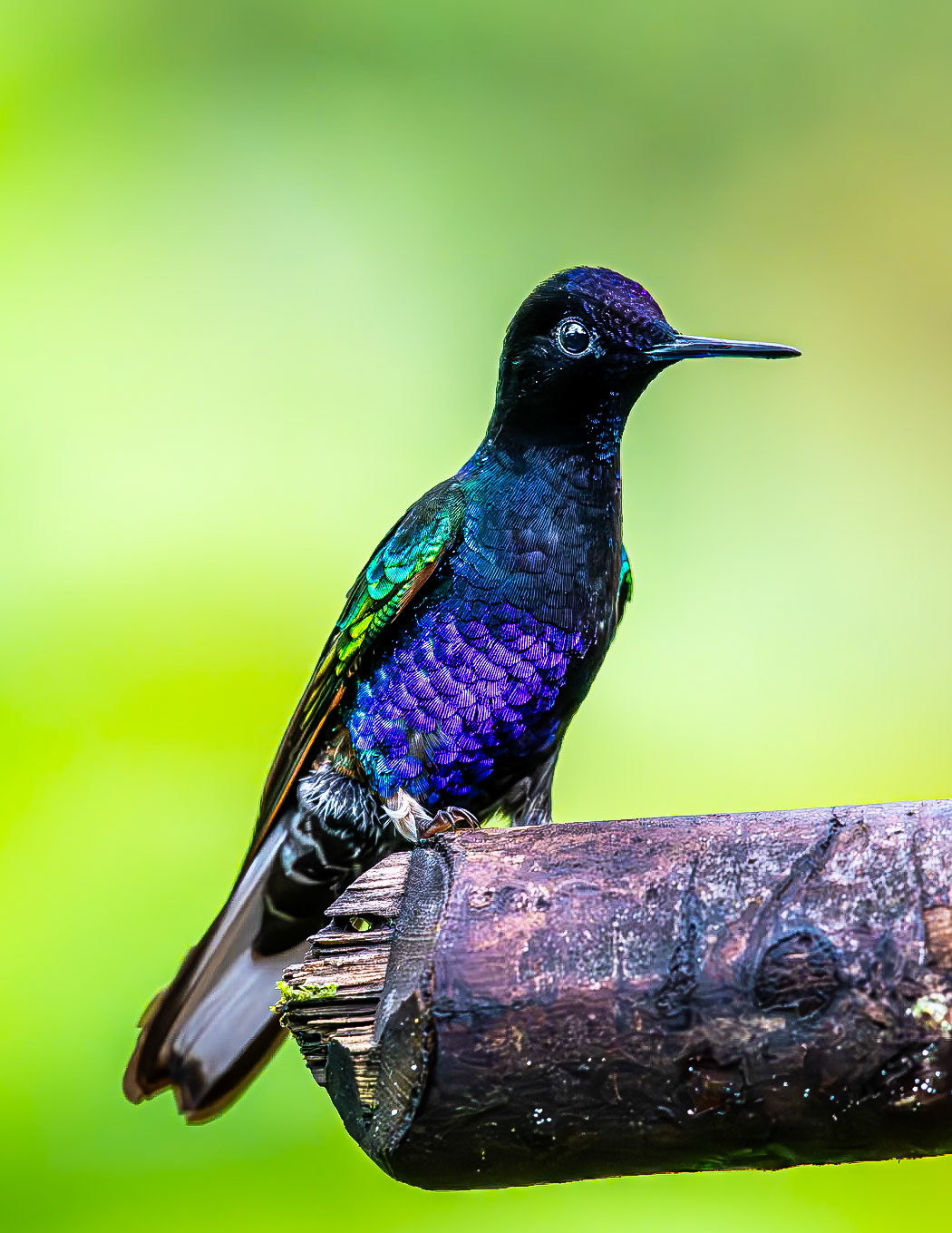 Fork-tailed Woodnymph