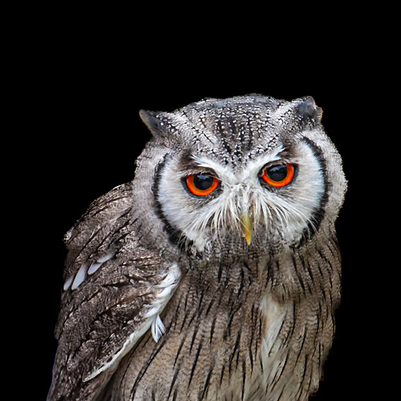 Southern White-faced Owl