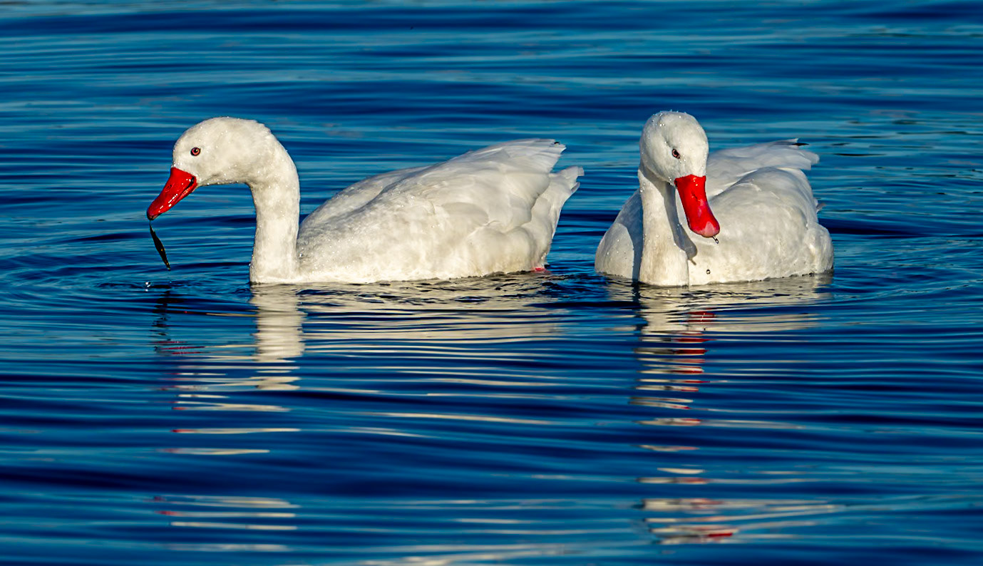 Coscoroba Swan