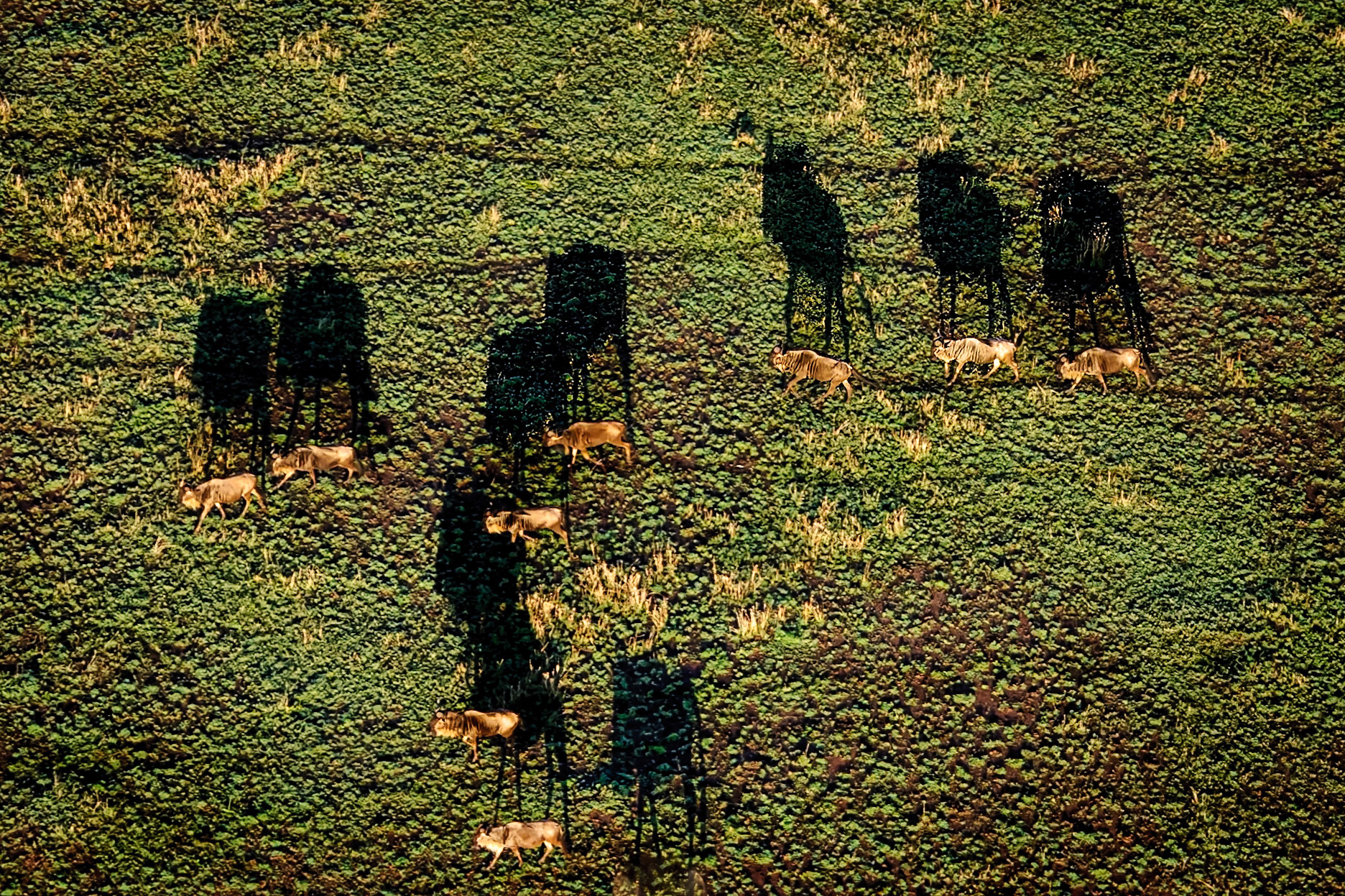 Long Shadows