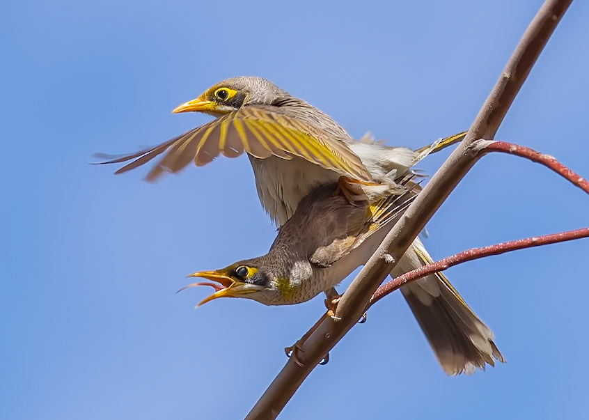 Mating of Yellow-throted Miners