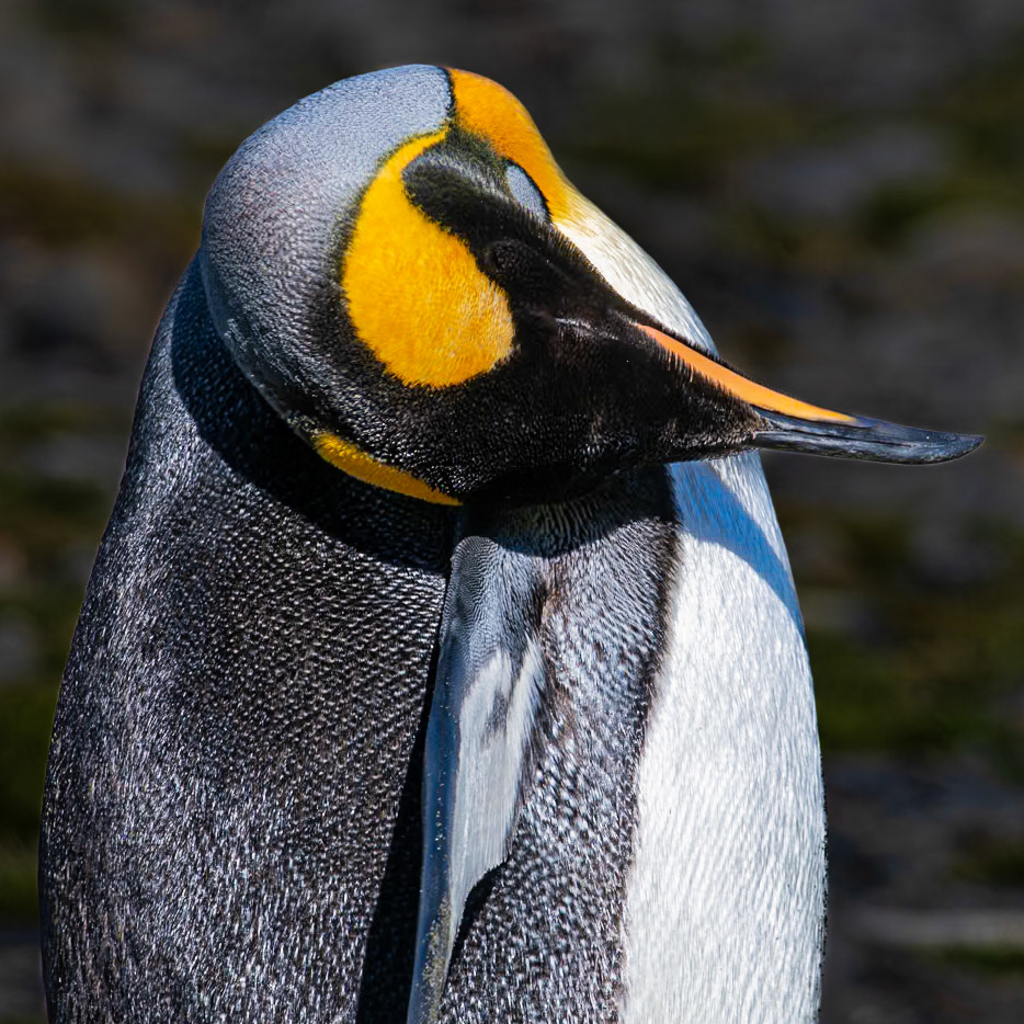 King Penguin