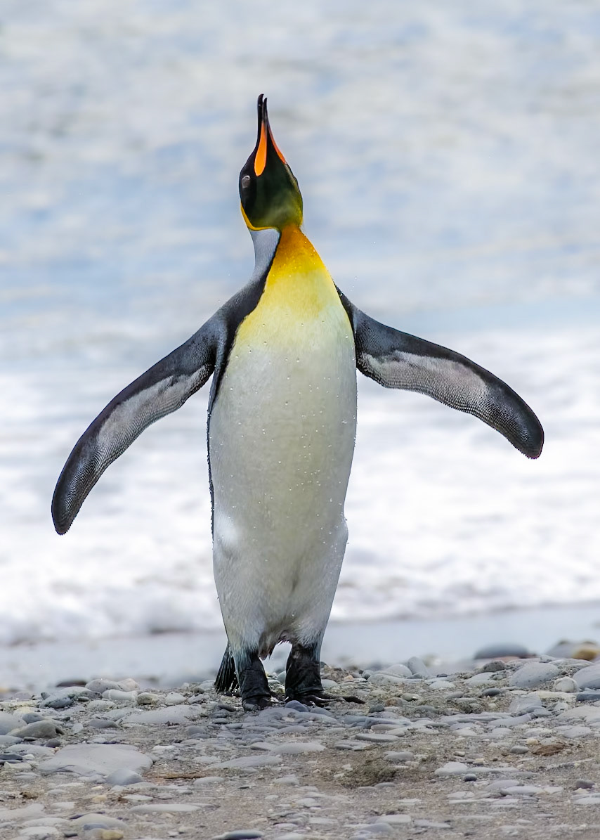 King Penguin