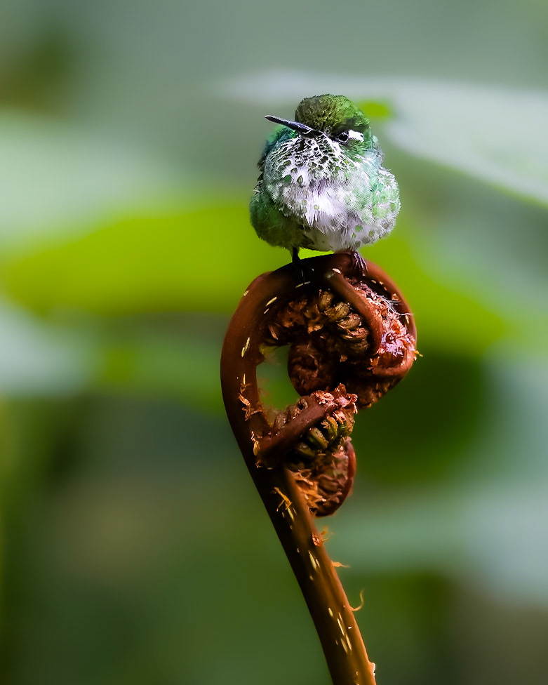 Angry Sword-billed Hummingbird