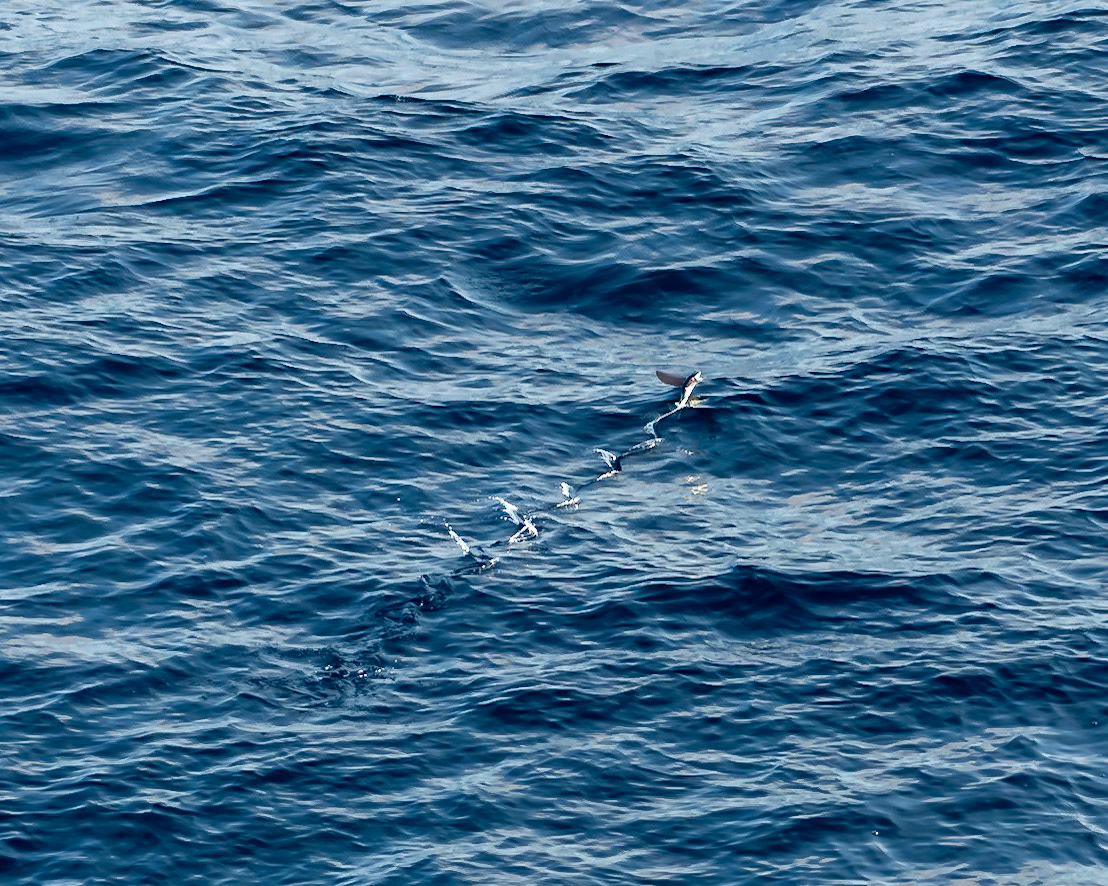 Flying Fish