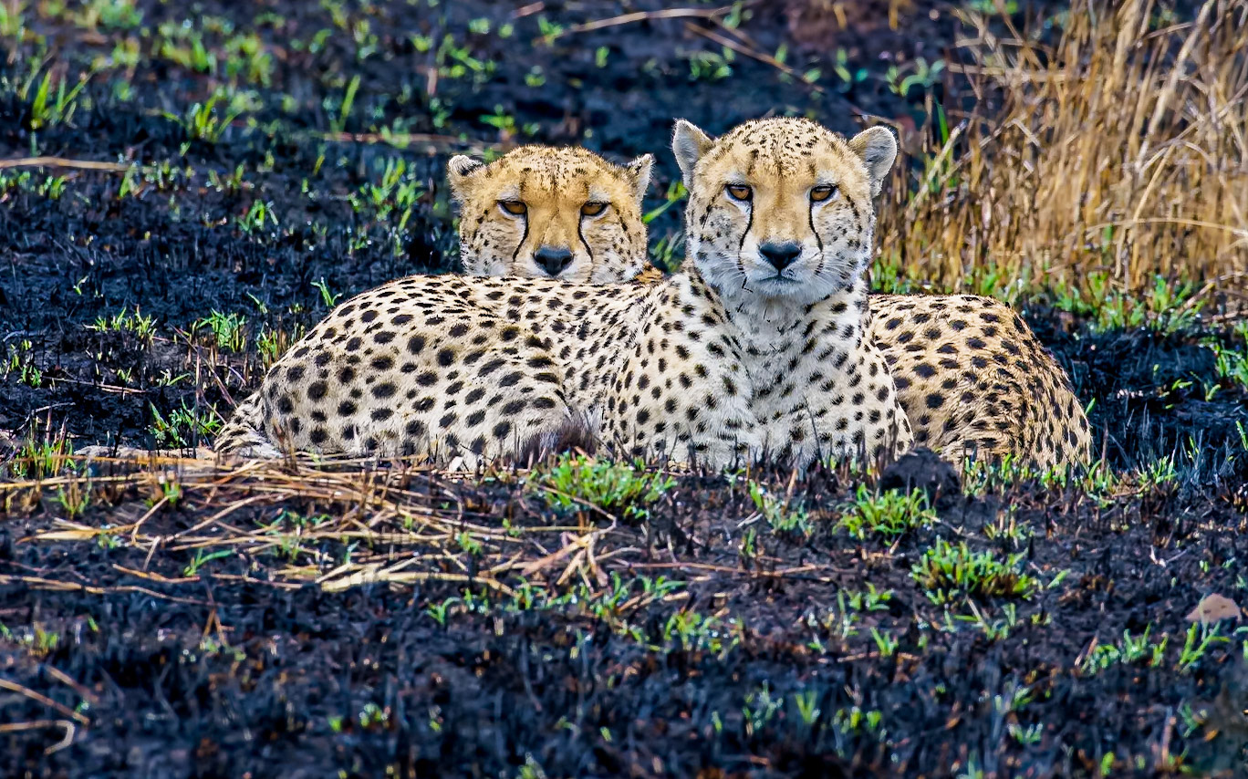 Cheeta Brothers