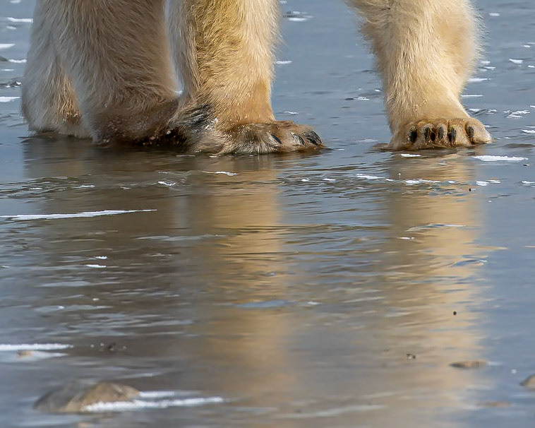 Bear Feet on Ithe Ice