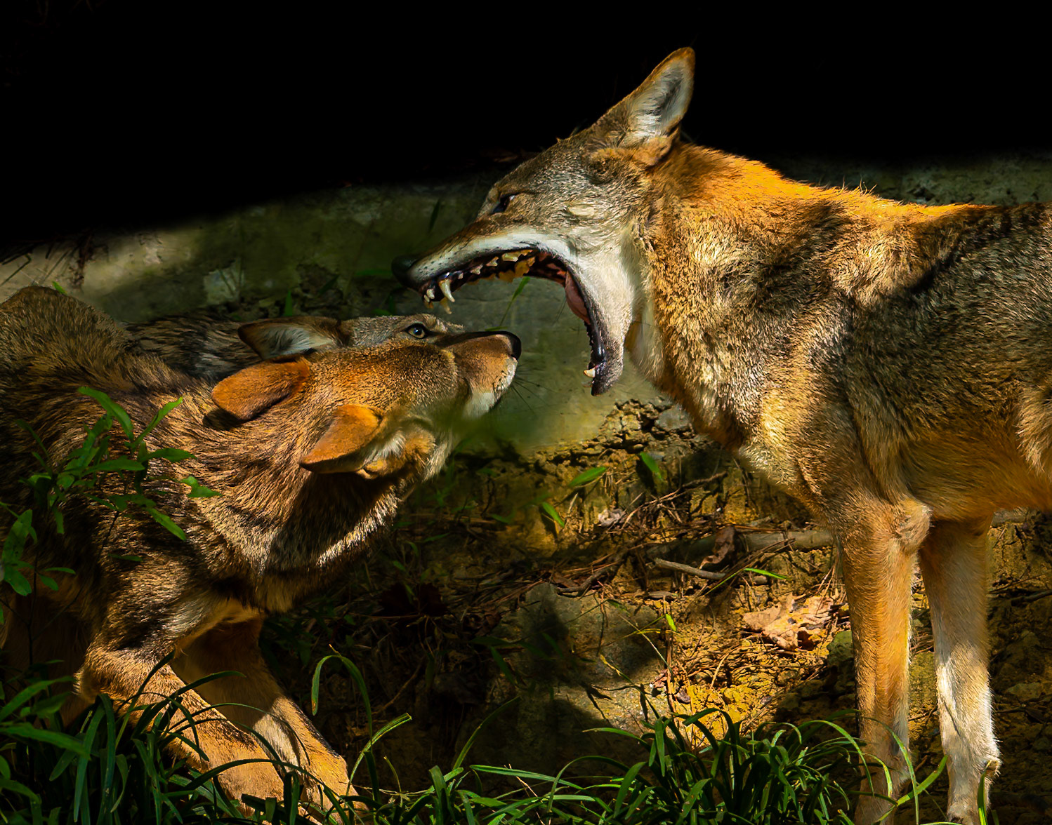 My! What Teeth you have!