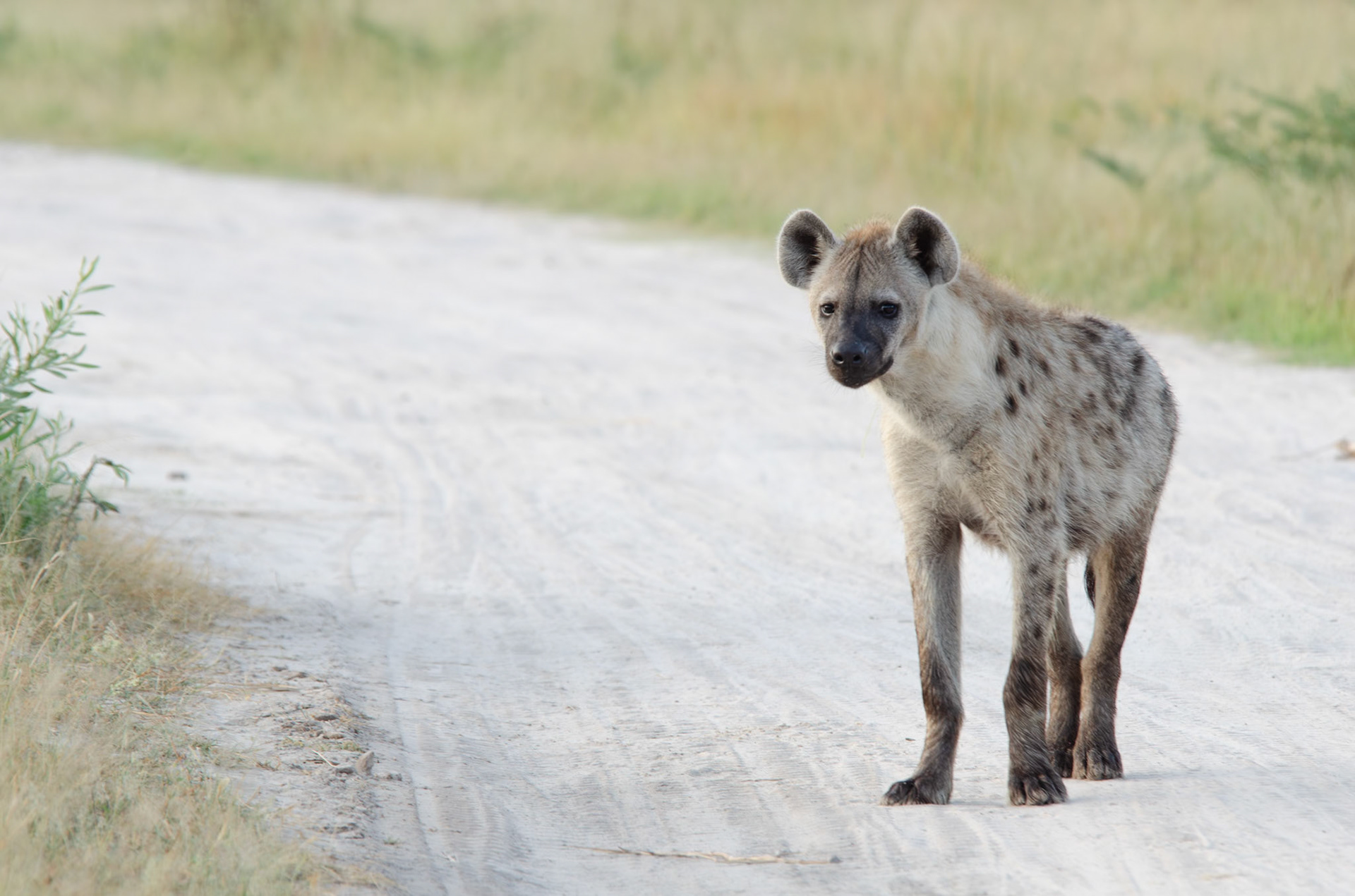 Hyena