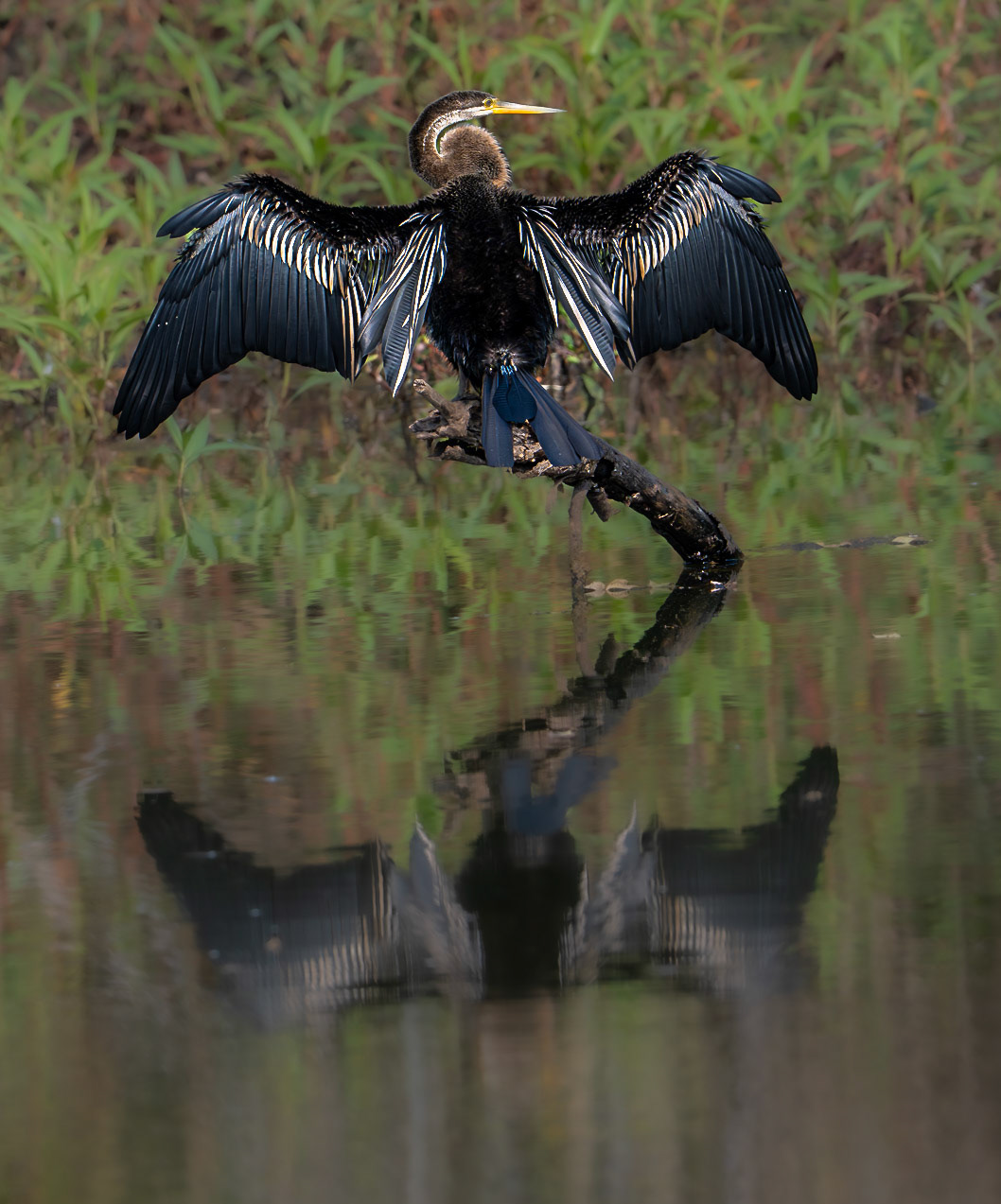 Oriental Darter