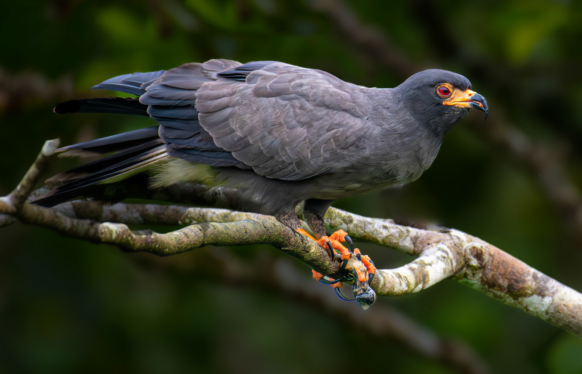 Snail Kite with Snail