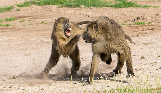 Rumbel in the Jungle