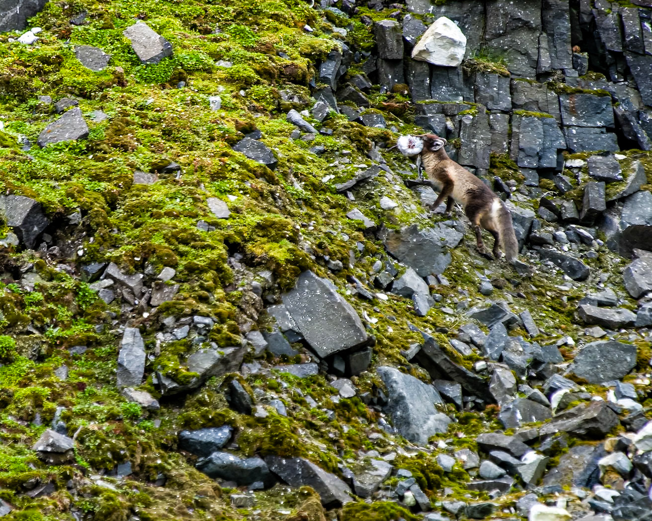 Arctic Fox with a Bird