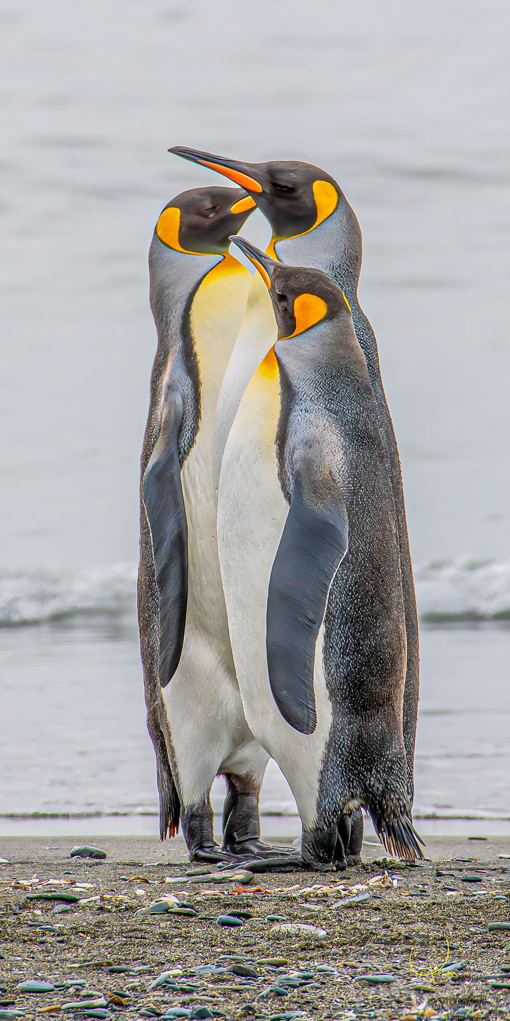 King Penguin