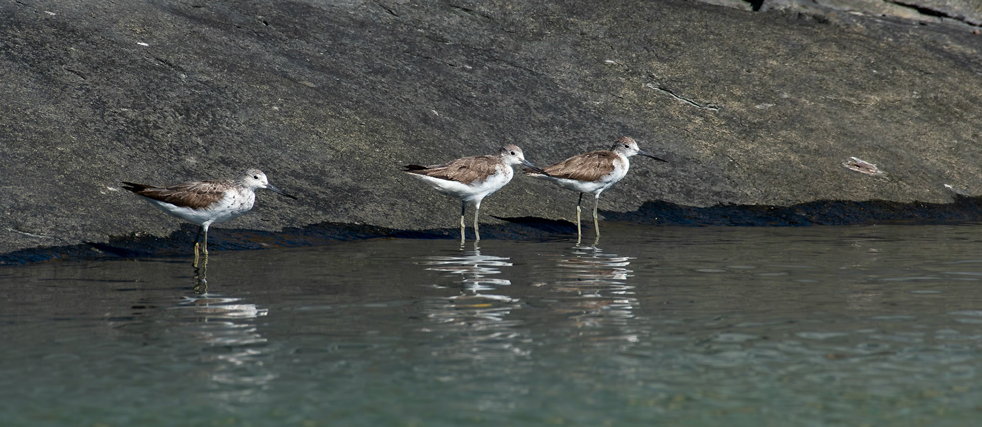Sandpiper