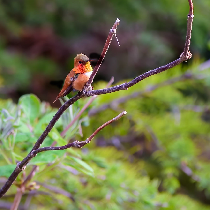 Allen's Hummingbird, Alaska