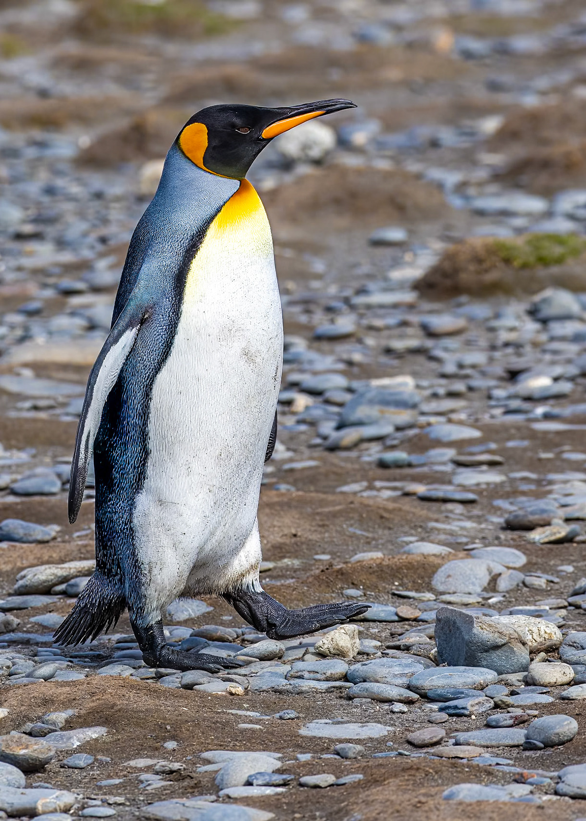 King Penguin