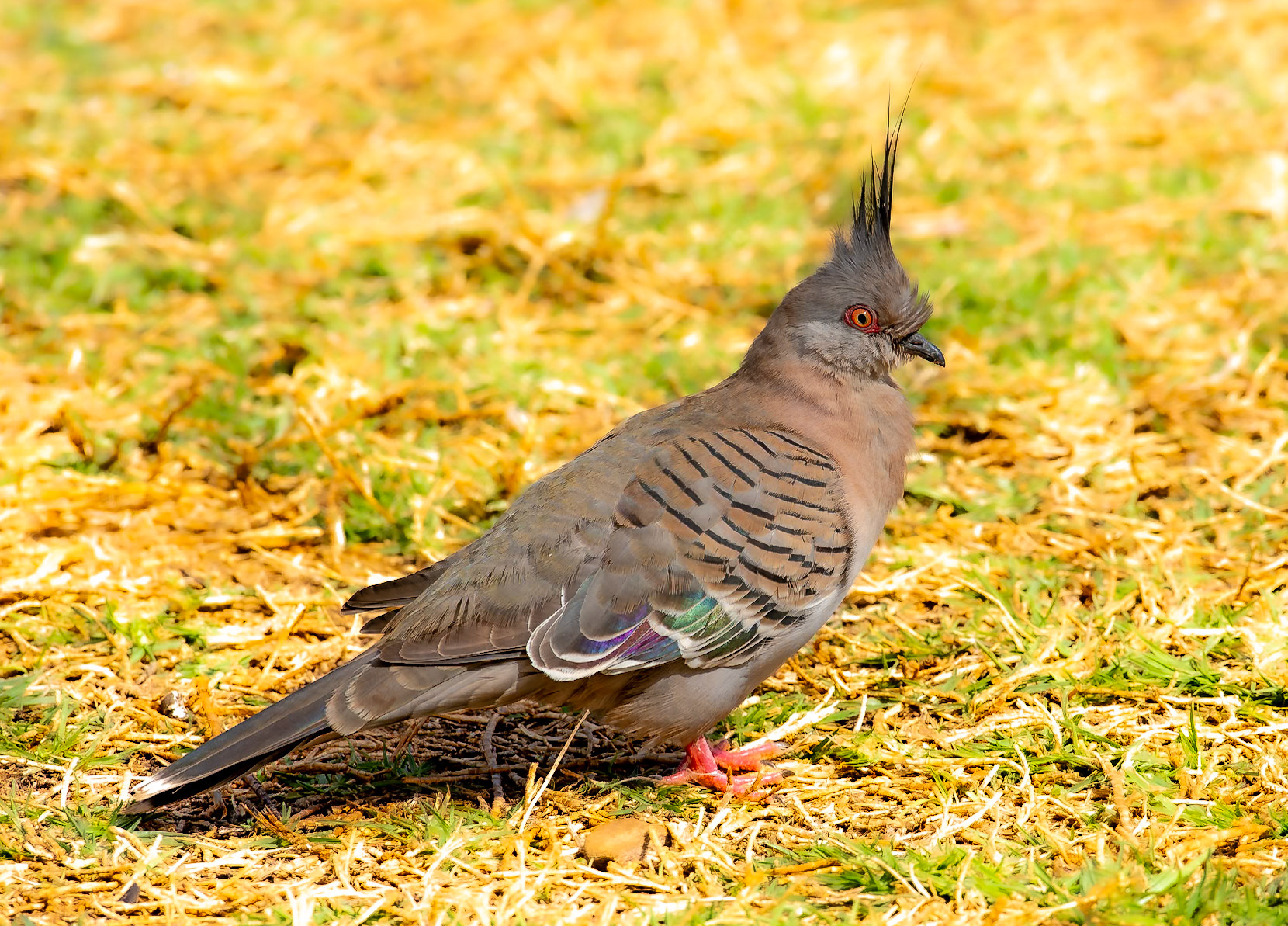 Crested Pigeon
