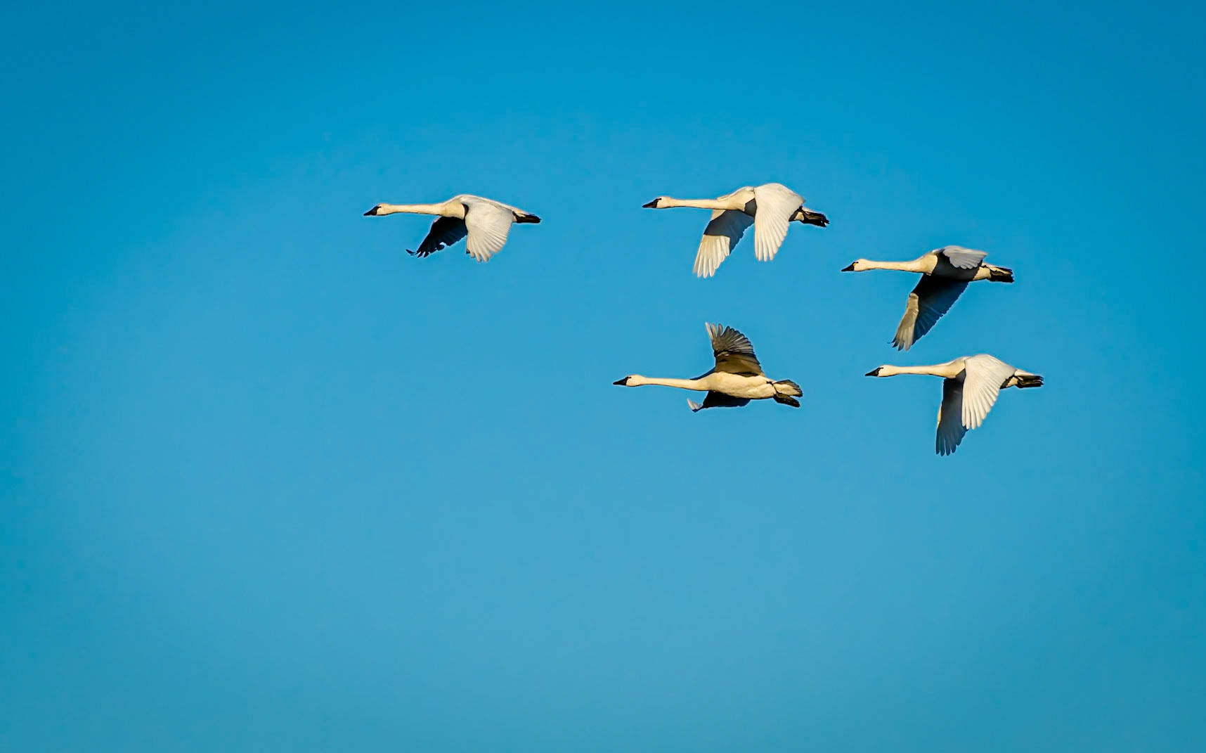 Swans in Flight