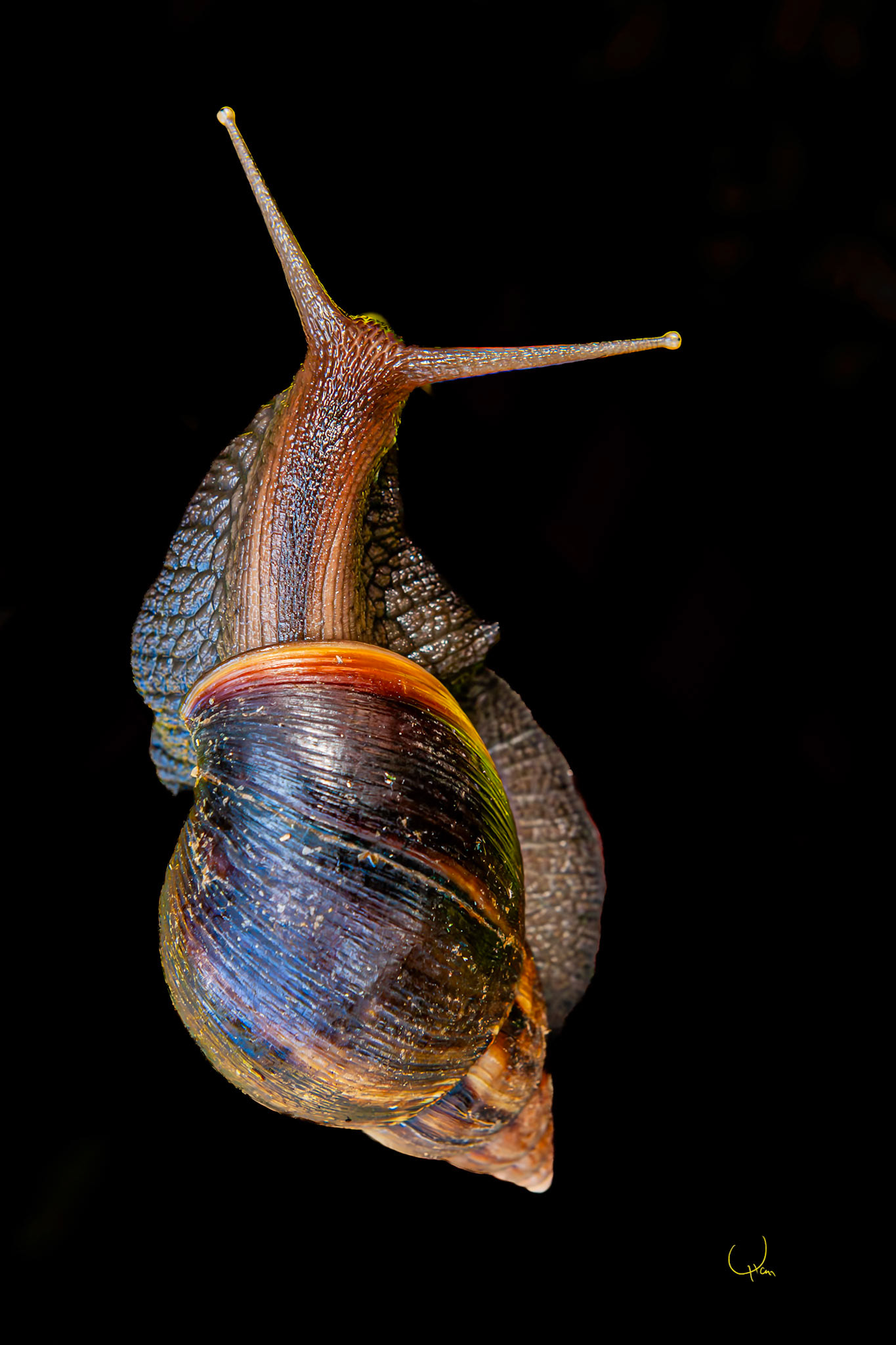 Giant African Land Snail