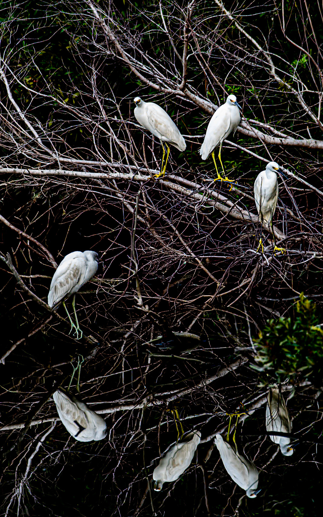Reflection of a Rookery